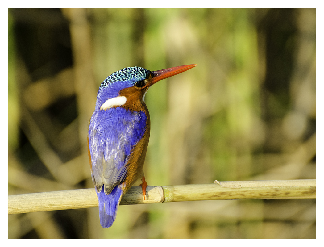 Bird Photography image gallery